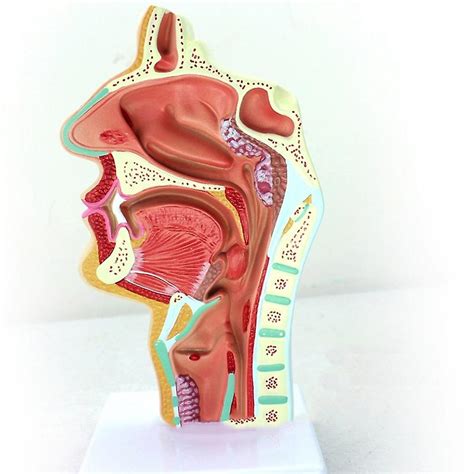 Human Anatomical Nasal Cavity Throat Anatomy Model For Science