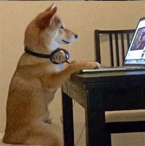 15 Best Shiba Inu Memes of All Time | Cute dogs, Dogs, Dog sitting