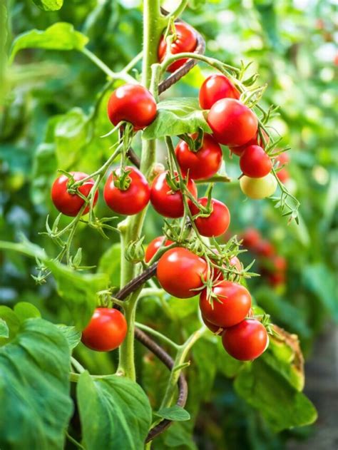 10 Best Tomato Companion Plants