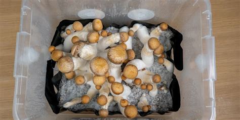 How To Build Your Own Monotub And Grow Mushrooms In Bulk Zamnesia