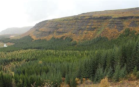 The Forests of Iceland | Foresting a Treeless Land | Guide to Iceland