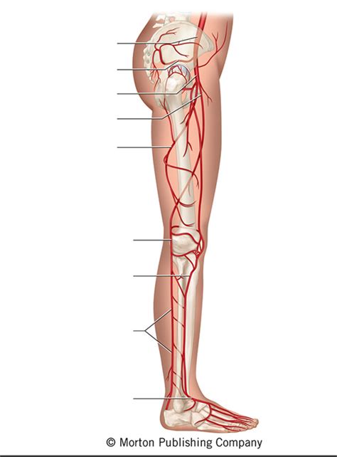 Arteries Of Right Pelvis And Lower Limb Lateral View Diagram Quizlet