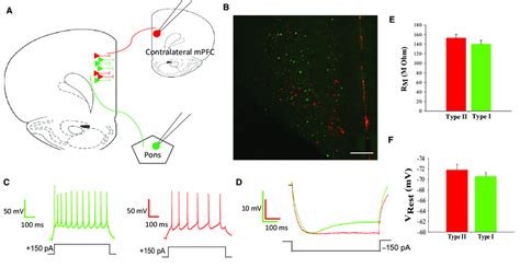 Layer V Pyramidal Cells Of The Prefrontal Cortex Are Defined By Axonal