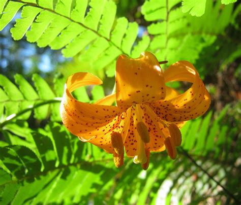 Lily Glow Columbia Lily Shaded By A Five Fingered Fern On … Flickr