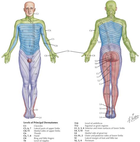 Myotome Chart