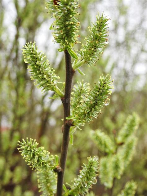 Beautiful Pussy Willow In Spring Lithuania Stock Photo Image Of Beautiful Macro