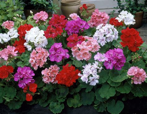 Geranium Pelargonium Zonale Pelargonium Horeshoe Pelargonium