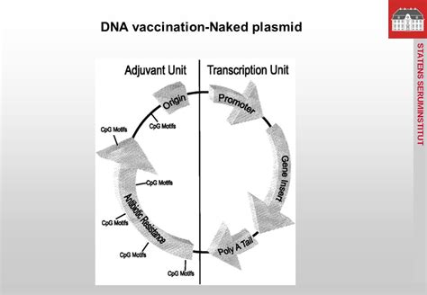 STATENS SERUM INSTITUT DNA Vaccination Anneline Nansen Department Of