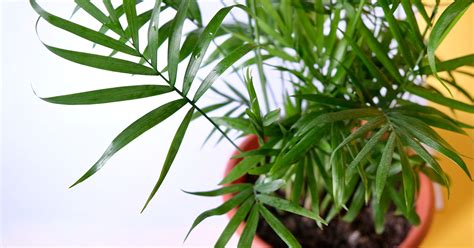 Bamboo Palm Planting, Care, & Propagation Guide - The Garden Magazine