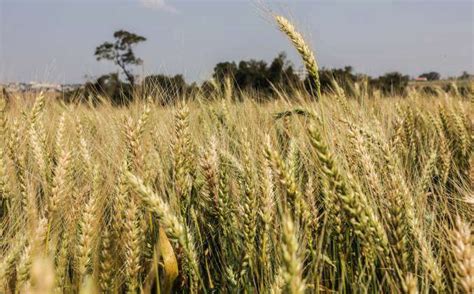 CAMPO MOURÃO PR 24 08 2023 PLANTAÇÃO DE TRIGO NO PARANÁ Wheat