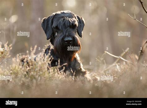 Giant Schnauzer Portrait Stock Photo Alamy