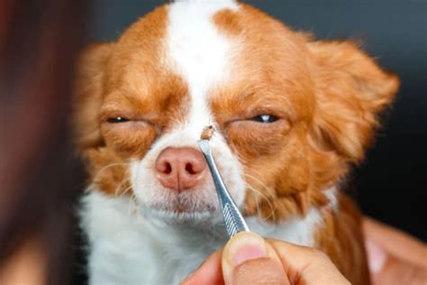 Tick-Borne Diseases In Dogs | Emergency Vet Care in Mechanicsburg