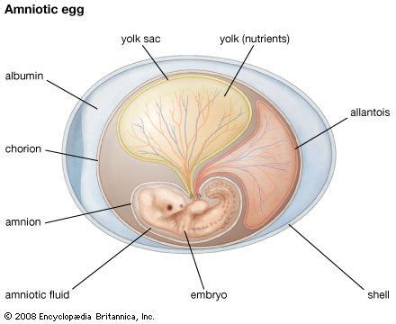 Albumin | Blood, Serum & Plasma | Britannica