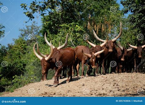 Watusi cattle stock photo. Image of horns, africa, bull - 205743836