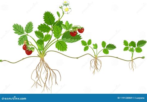 Morfología De La Planta De Fresa De Jardín Ilustración del Vector