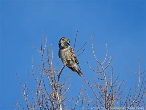 Hawk Owl Love! - 365 Days of Birds