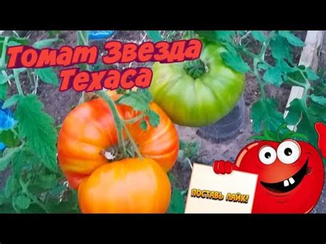 Томат - Звезда Техаса .Коллекционный сорт. - YouTube