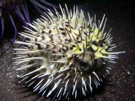 Spikefish - Fishes World - HD Images & Free Photos