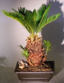 Sago Palm Bonsai Tree With Baby Cycas Revoluta