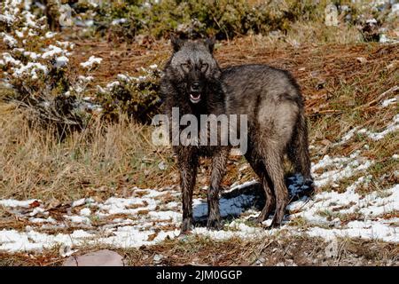 An Interior Alaskan wolf in the forest during winter on a blurry background Stock Photo - Alamy