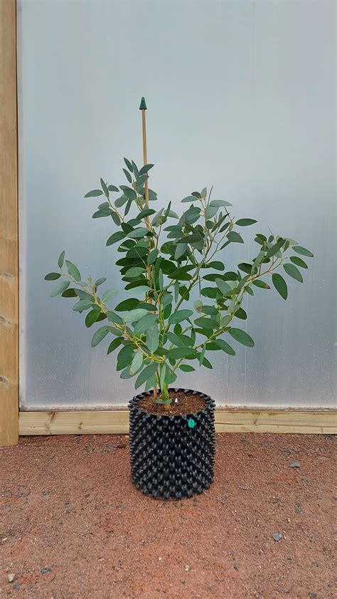 Eucalyptus Pauciflora Subsp Niphophila Mt Bogong Dwarf Alpine Snow