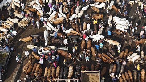 Foto Mana Yang Lebih Afdol Kurban Sapi Atau Kambing Begini Kata Ustaz