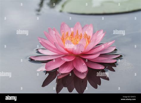 Pink water lily in pond Stock Photo - Alamy