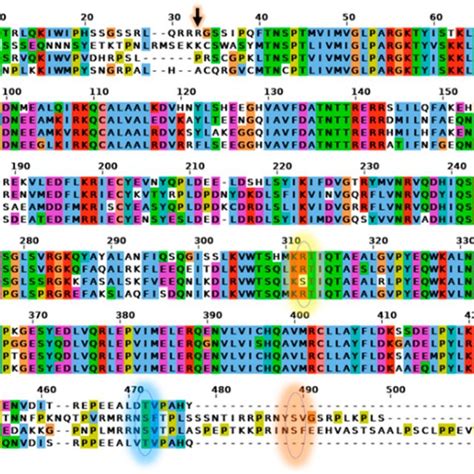 Pfk 2fbpase 2 Control Of Glycolysis And Gluconeogenic Pathways Download Scientific Diagram