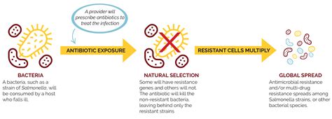 Antimicrobial Resistance Multidrug Resistant Salmonella Center For