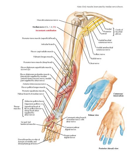 Median Nerve Anatomy - pediagenosis