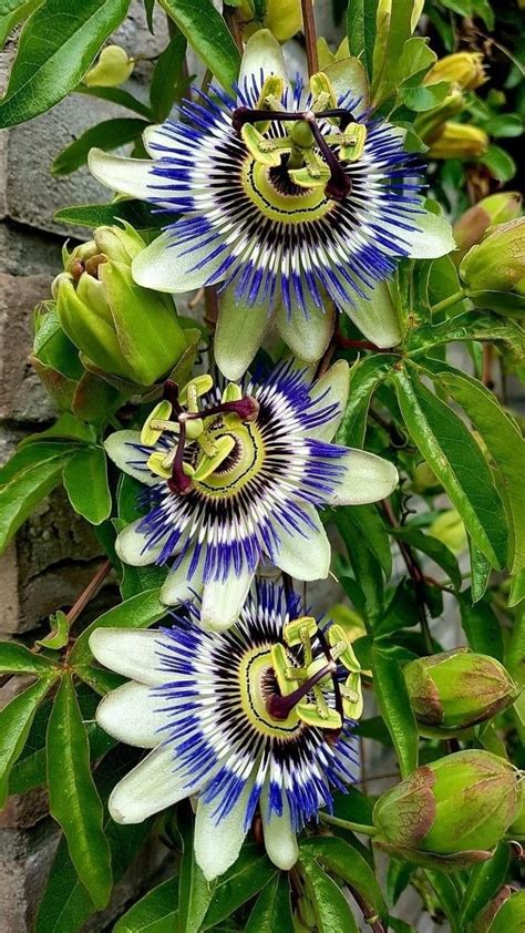 Blue Passionflower A Beautiful Symbol Of South America