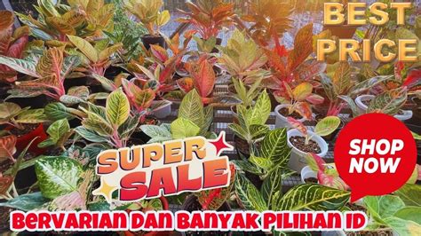 PROMO AGLONEMA TANIAN LOKAL HARGA MURAH STOK TERBATAS KUALITAS