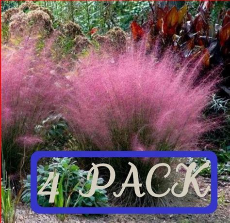 Pack Pink Muhly Muhlenbergia Capillaris Ground Cover Mass Bedding