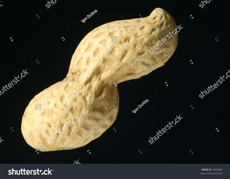 Single Peanut Shell Isolated On Black Stock Photo 7949086 - Shutterstock