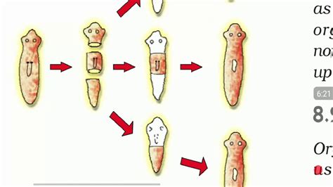 Regeneration Class 10 Science Ncert Youtube