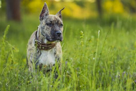 Pit Bull Dog Portrait Stock Image Image Of Terrier 244813193