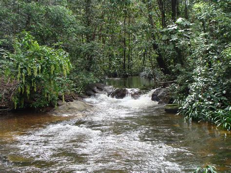 Biodiversité Parc Naturel Régional De La Guyane