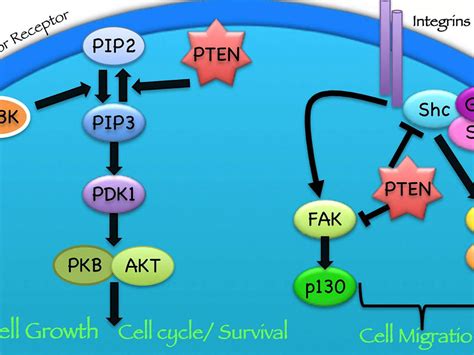 Turning On The Pten Tumor Suppressor Protein Nci