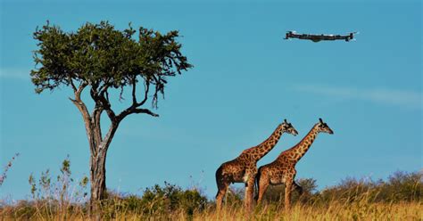 The Role Of Drones In Wildlife Conservation Drone Nastle