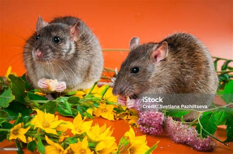 Smart Rat Is Agouti In Color On A Bright Orange Background Stock Photo