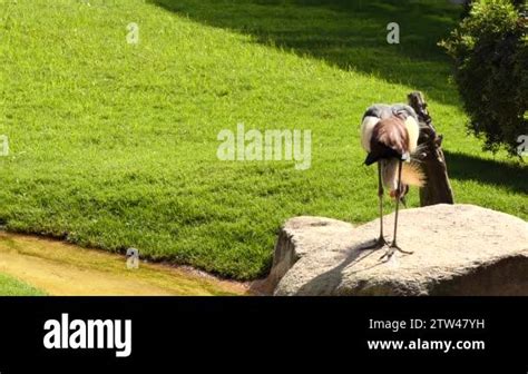 Black crowned crane (Balearica pavonina) is bird in crane family ...