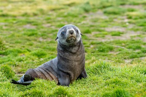 420 Seal Animal Sea Dog Nature Stock Photos Pictures And Royalty Free