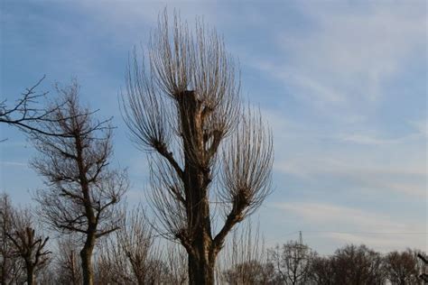 Free Images Tree Nature Branch Snow Winter Cloud Sky Sunlight