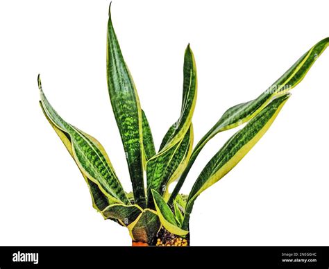 Dracaena Trifasciata Isoliert Fotos Und Bildmaterial In Hoher