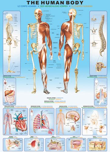 The Human Body Pieces Eurographics Puzzle Warehouse