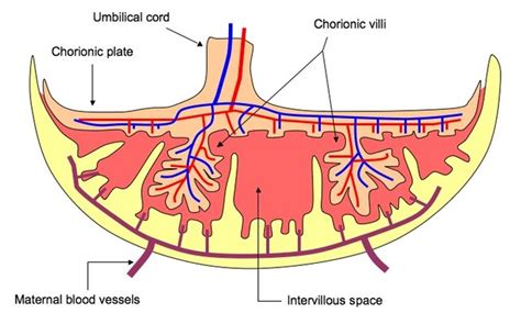 What is placenta? Describe its structure. State its functions in case ...