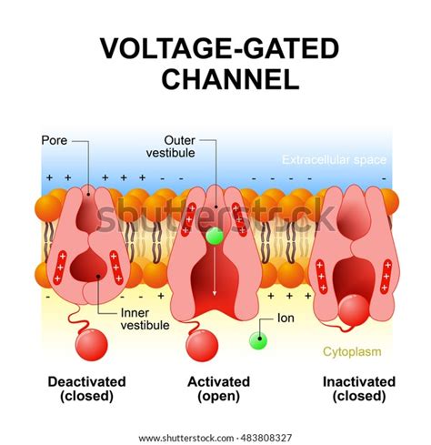 323 Potassium Channel Images, Stock Photos & Vectors | Shutterstock