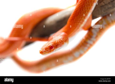 Cute Corn Snake Female On A Tree Isolated On White Hypo Fire Morph