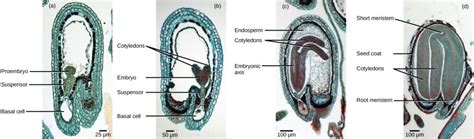 Double Fertilization Biology For Majors Ii