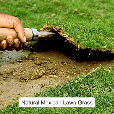 Natural Mexican Lawn Grass At Rs 14 Sq Ft Raj Nagar New Delhi ID